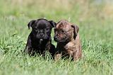 STAFFIE 066